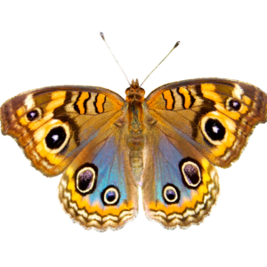 nature, animals, butterfly
